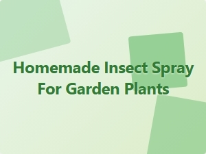 Homemade Insect Spray for Garden Plants