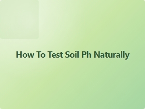 How to Test Soil Ph Naturally